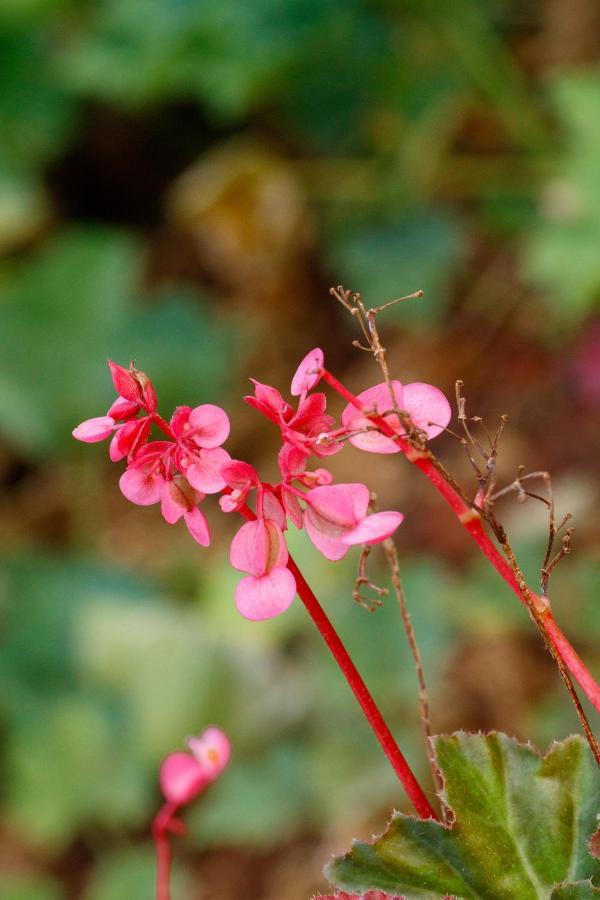 Sherbaug- A Theme Park And Resort Panchgani Buitenkant foto